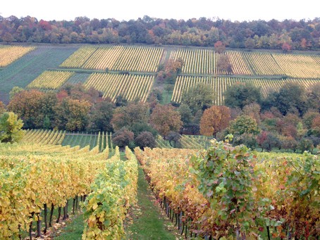 Vignoble de Dorlisheim, à 15 min à pied du Gîte en Alsace
